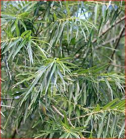 Salix Kinuyanagi (Japanese Willow)